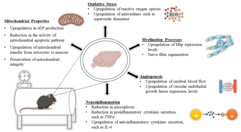 hbot-in-neurological-diseases.png hbot-in-neurological-diseases.png